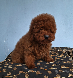 Barboncino 6 mese maschio