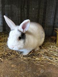 Coniglio nano