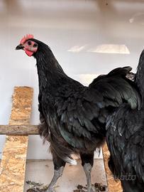 Galli ANDALUSA / AUSTRALORP