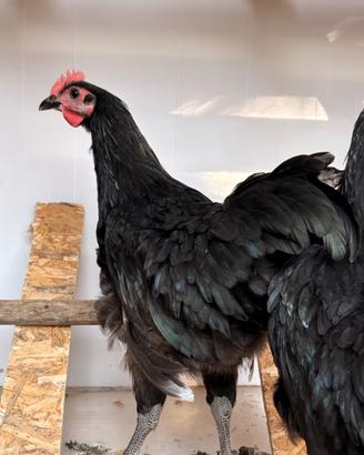 Galli ANDALUSA / AUSTRALORP