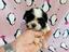 Immagine 12