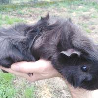 Porcellino d'India / Cavia