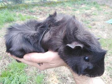 Porcellino d'India / Cavia