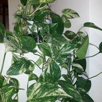 Piante di Photos (Epipremnum aureum)