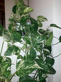 Piante di Photos (Epipremnum aureum)