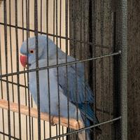 Parrocchetto Viola coda blu