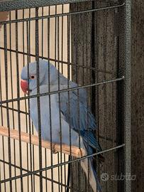 Parrocchetto Viola coda blu