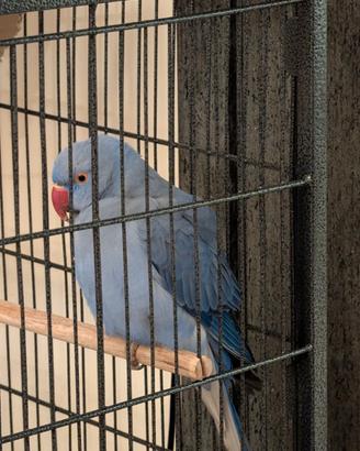 Parrocchetto Viola coda blu