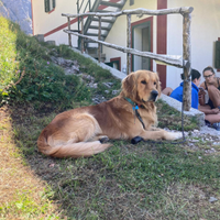 Stupendo golden retriever per accoppiamento