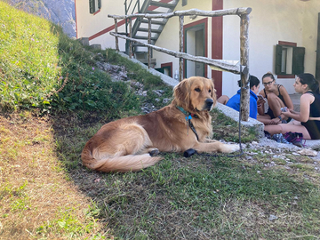 Stupendo golden retriever per accoppiamento