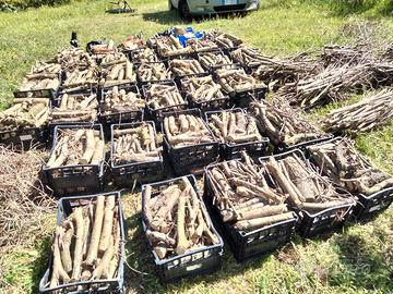 fascine e cassette di legna oliva