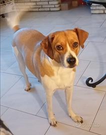 Cane incrocio Beagle