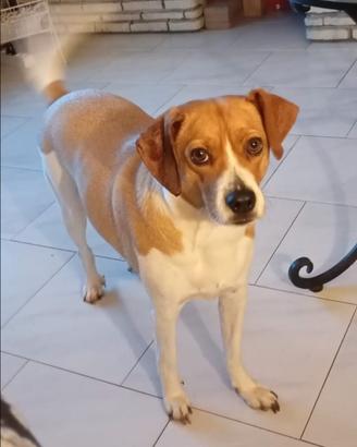 Cane incrocio Beagle