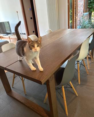 Tavolo Ikea 220x100x74 cm in rovere + 6 Sedie