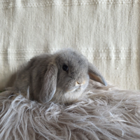 Conigli nani ariete- minilop fata perlata