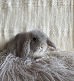 Conigli nani ariete- minilop fata perlata