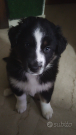 Pastore australiano senza pedigree