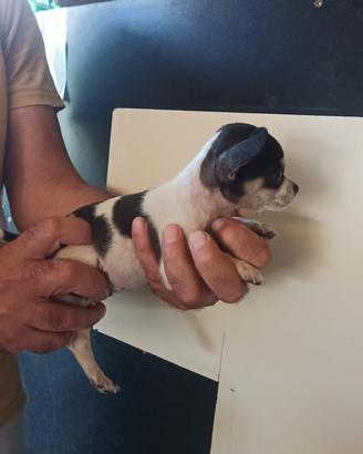 Chihuahua