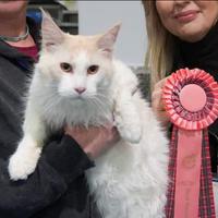 Fidanzata per gatto Maine Coon