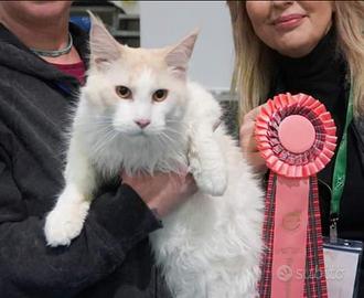 Fidanzata per gatto Maine Coon