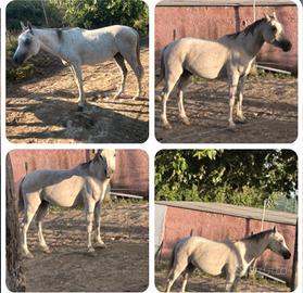 Cavallo arabo
