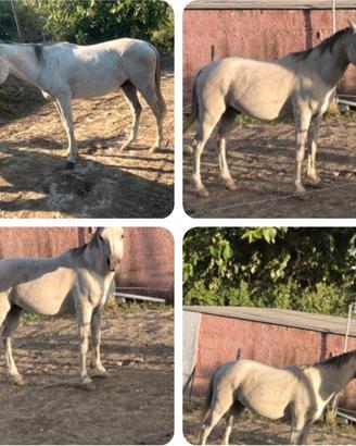 Cavallo arabo