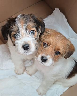 Jack Russell Terrier pedigree ENCI - broken/ruvidi