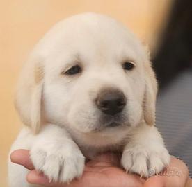 stupendi cuccioli  labrador - pointer 