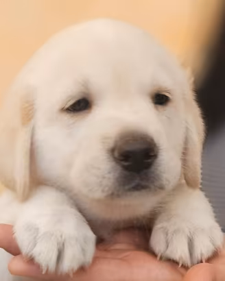 stupendi cuccioli  labrador - pointer 