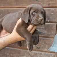 Cuccioli Labrador Chocolate