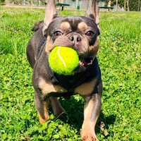 Disponibile bulldog Francese Lilac