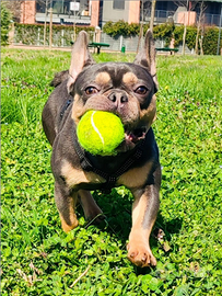Disponibile bulldog Francese Lilac