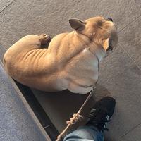 American bully femmina