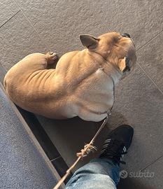 American bully femmina