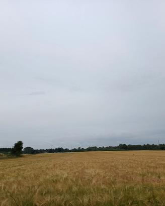 PAGLIA