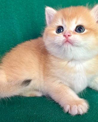 Gattini British Shorthair E gattini Scottish