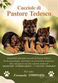 Cuccioli di pastore tedesco - alta genealogia