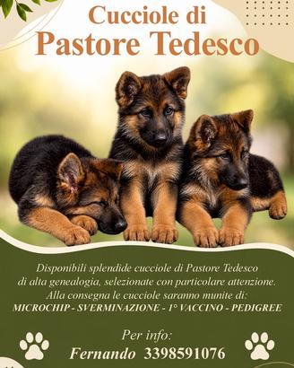 Cuccioli di pastore tedesco - alta genealogia