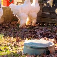 Coppia brahma bianco