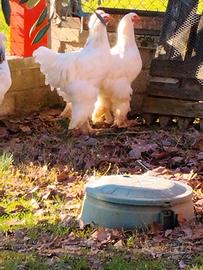 Coppia brahma bianco