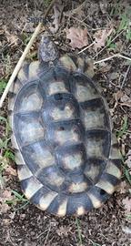 Tartaruga marginata sarda