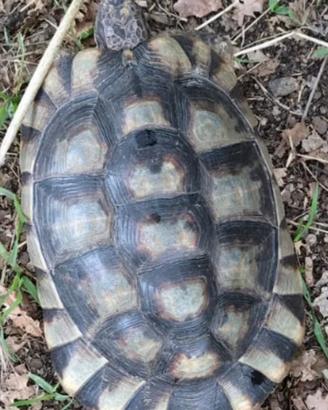 Tartaruga marginata sarda