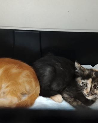 Fratellini gattini