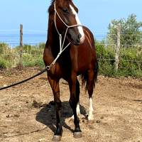 Puledro pronto doma