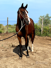 Puledro pronto doma