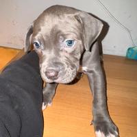 Cuccioli di american pitbull terrier