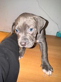 Cuccioli di american pitbull terrier