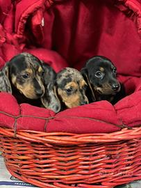 Cuccioli di bassotto