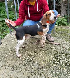 Cane da conigli Beagle Segugio
