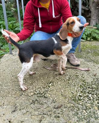 Cane da conigli Beagle Segugio